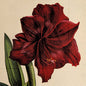 Amaryllis Servietter