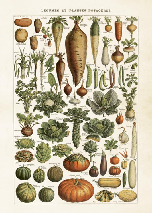 Vintage botanisk - Poster 50x70