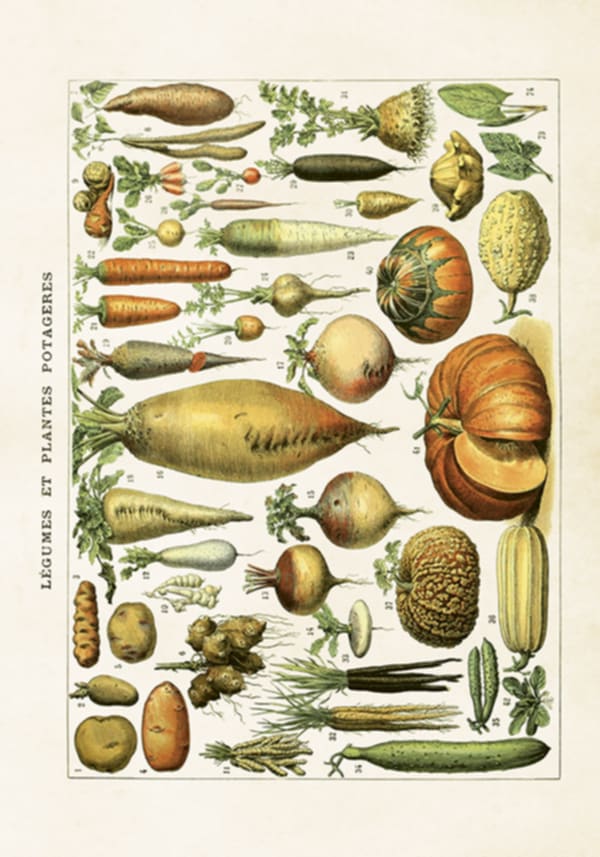 Grøntsager - Poster liggende 50x35