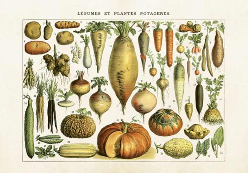 Grøntsager - Poster liggende 50x35