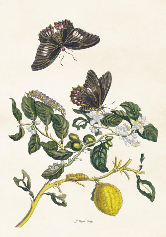 Sommerfugle - Poster 70x100