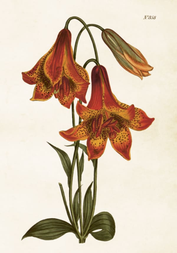 Lilje - Poster 50x35