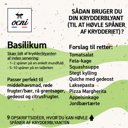Økologisk krydderblyant med basilikum 🌿